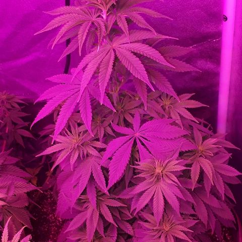 OG Kush #1 growlog timeline photo