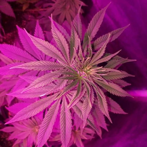 OG Kush #1 growlog timeline photo