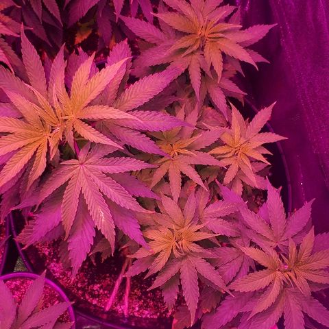 Glue Gelato Auto growlog timeline photo