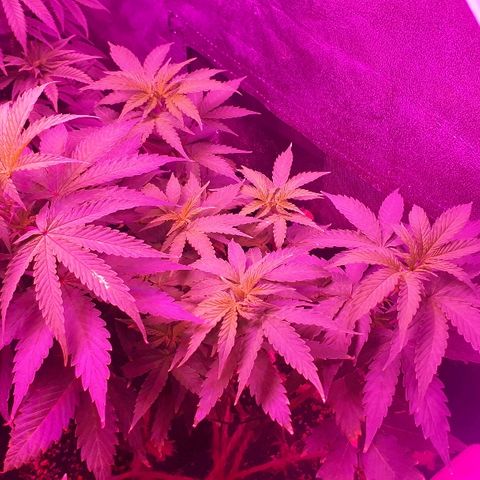 Glue Gelato Auto growlog timeline photo