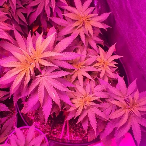 Glue Gelato Auto growlog timeline photo