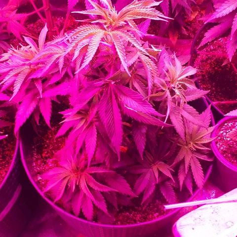 Gorilla Zkittlez growlog timeline photo