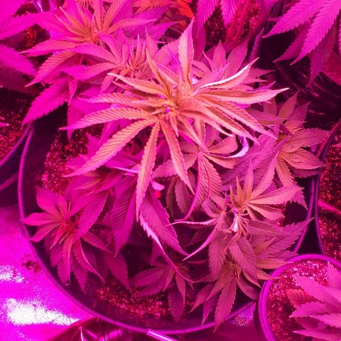 Gorilla Zkittlez growlog timeline photo