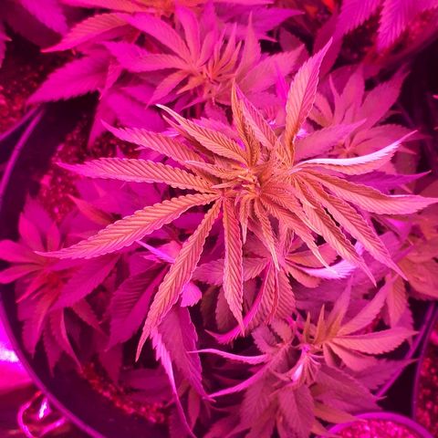 Gorilla Zkittlez growlog timeline photo