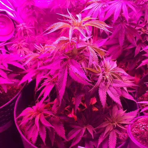 Gorilla Zkittlez growlog timeline photo