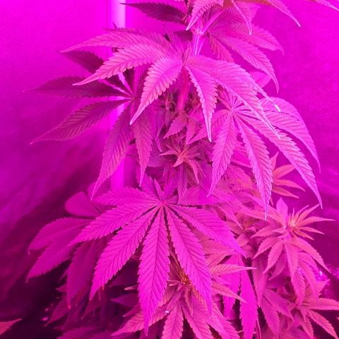 OG Kush #1 growlog timeline photo