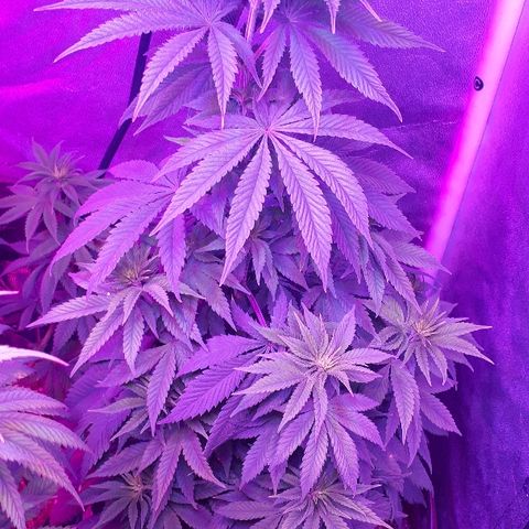 OG Kush #1 growlog timeline photo