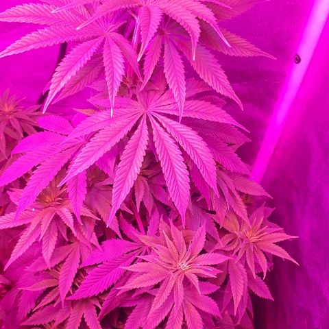 OG Kush #1 growlog timeline photo