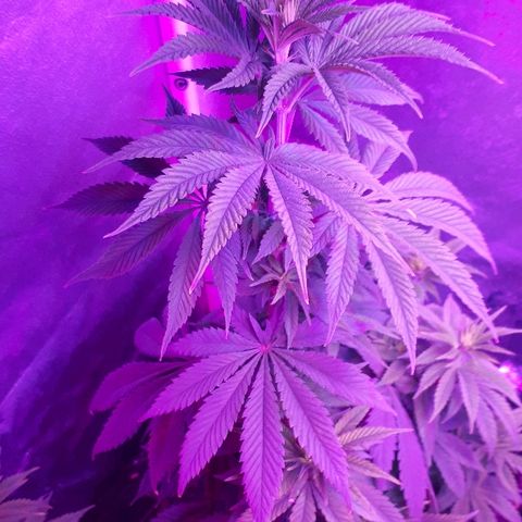 OG Kush #1 growlog timeline photo