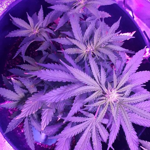 Super Critical Automatic growlog timeline photo