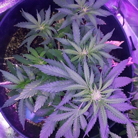 Super Critical Automatic growlog timeline photo