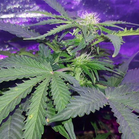 Super Critical Automatic growlog timeline photo