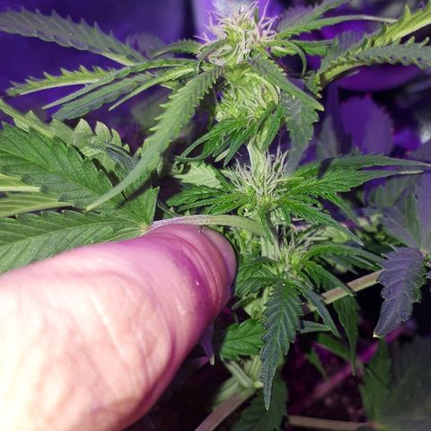 Super Critical Automatic growlog timeline photo