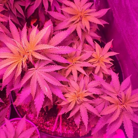 Glue Gelato Auto growlog timeline photo