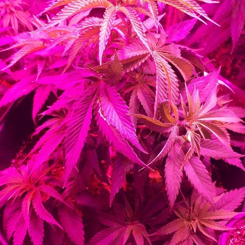 Gorilla Zkittlez growlog timeline photo