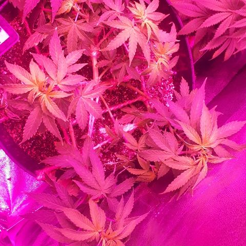 Glue Gelato Auto growlog timeline photo