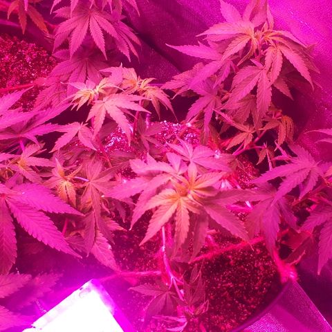 Glue Gelato Auto growlog timeline photo