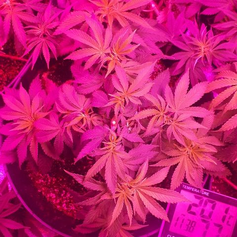 Gorilla Zkittlez growlog timeline photo