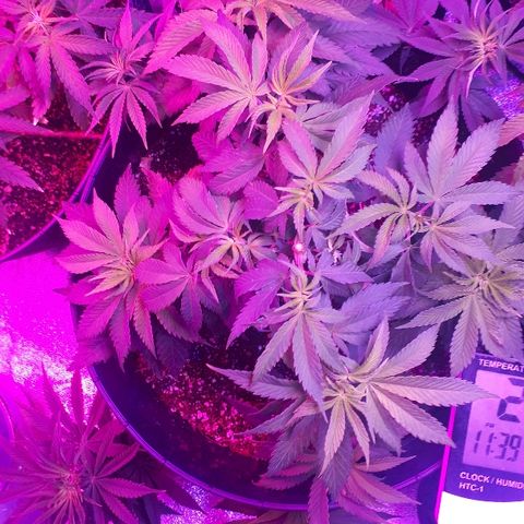 Gorilla Zkittlez growlog timeline photo