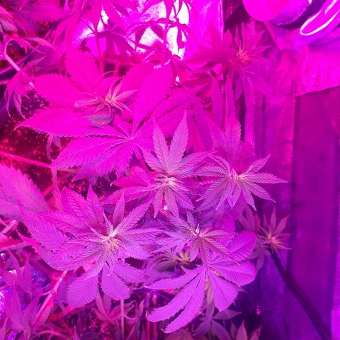 OG Kush #1 growlog timeline photo