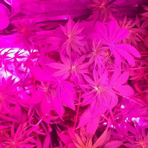 OG Kush #1 growlog timeline photo