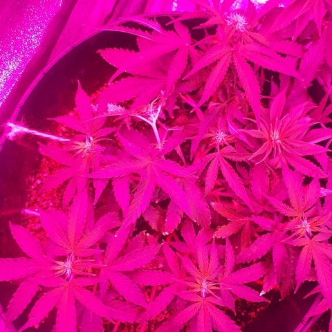 Super Critical Automatic growlog timeline photo