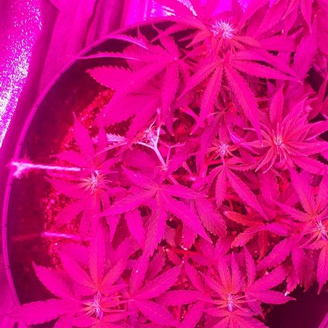 Super Critical Automatic growlog timeline photo
