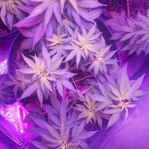 Glue Gelato Auto growlog timeline photo