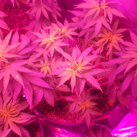 Glue Gelato Auto growlog timeline photo