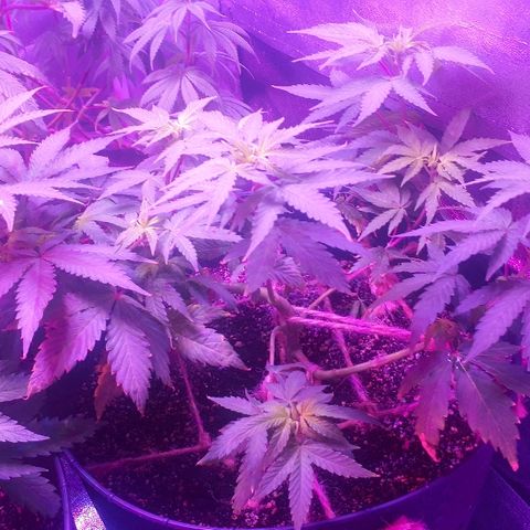 Glue Gelato Auto growlog timeline photo