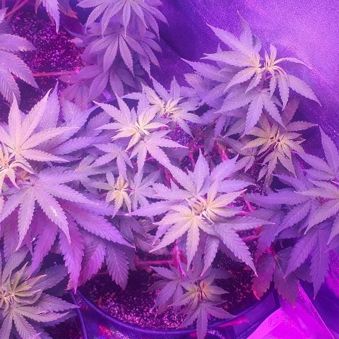 Glue Gelato Auto growlog timeline photo