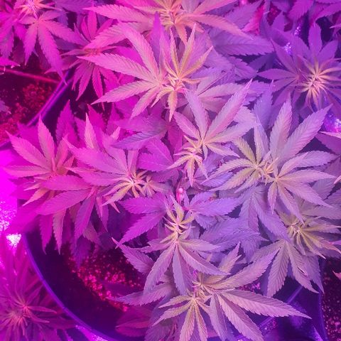 Gorilla Zkittlez growlog timeline photo