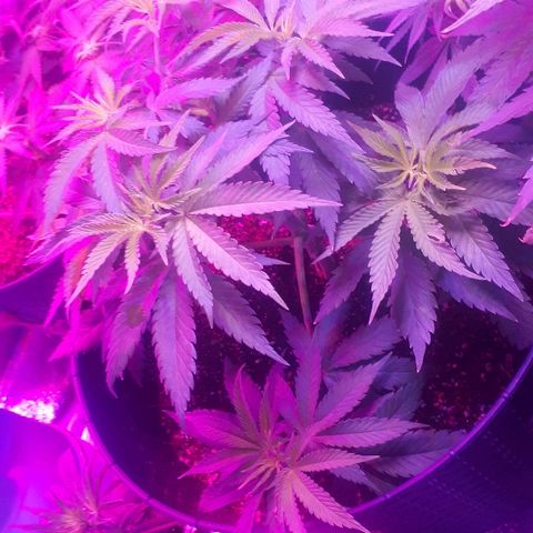 Gorilla Zkittlez growlog timeline photo