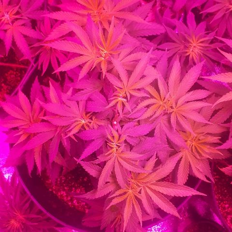 Gorilla Zkittlez growlog timeline photo