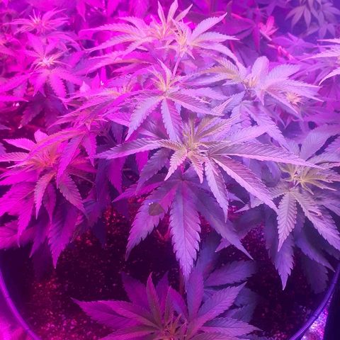 Gorilla Zkittlez growlog timeline photo