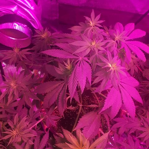 OG Kush #1 growlog timeline photo