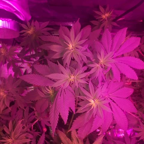 OG Kush #1 growlog timeline photo