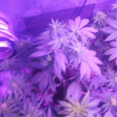 OG Kush #1 growlog timeline photo
