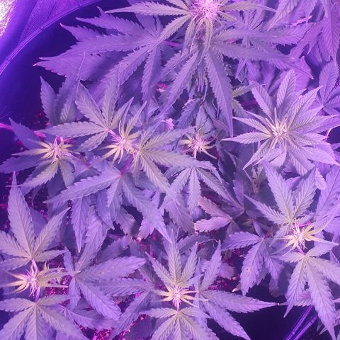 Super Critical Automatic growlog timeline photo