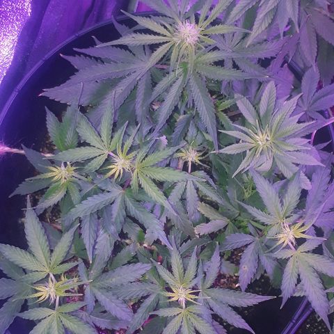 Super Critical Automatic growlog timeline photo