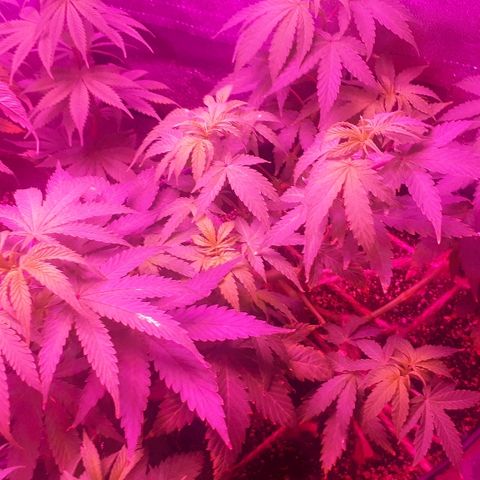 Glue Gelato Auto growlog timeline photo