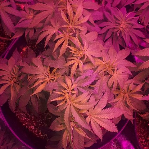 Gorilla Zkittlez growlog timeline photo