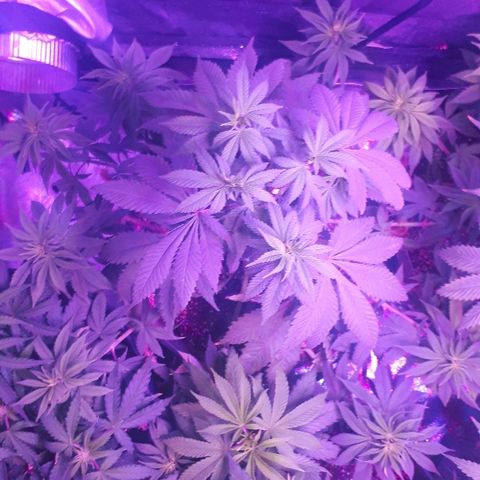 OG Kush #1 growlog timeline photo