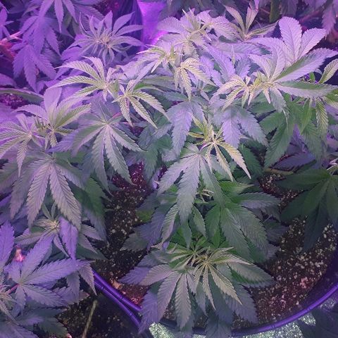 Gorilla Zkittlez growlog timeline photo
