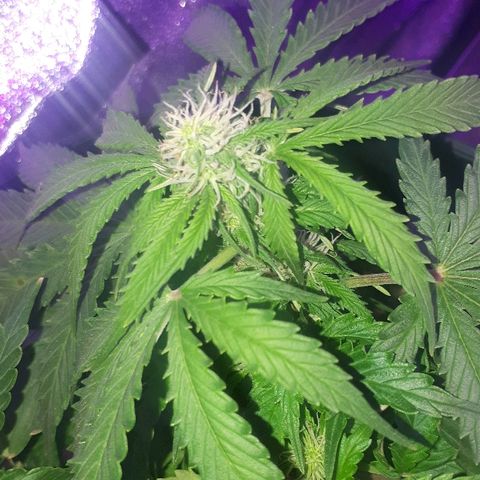 Super Critical Automatic growlog timeline photo