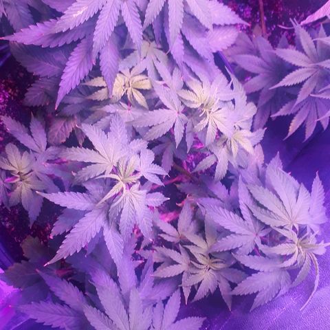 Glue Gelato Auto growlog timeline photo