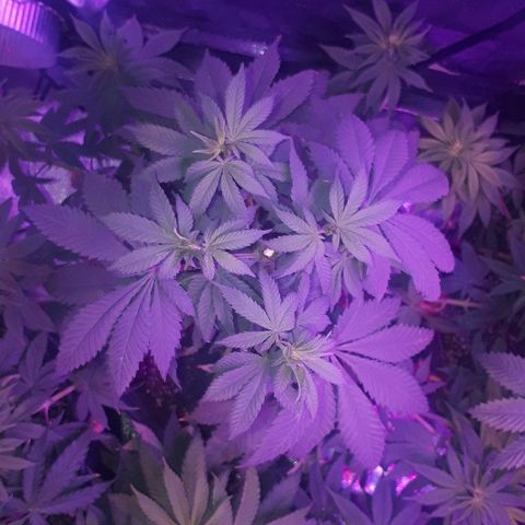 OG Kush #1 growlog timeline photo