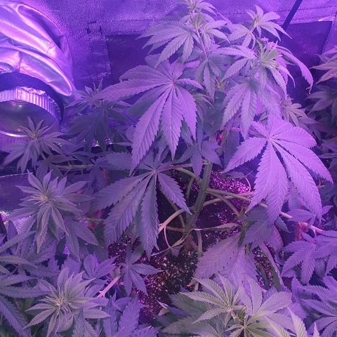 OG Kush #1 growlog timeline photo