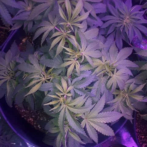 Gorilla Zkittlez growlog timeline photo