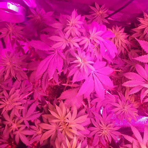 OG Kush #1 growlog timeline photo